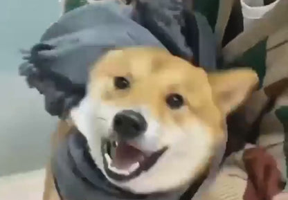 Microfiber Pet Drying Towel – Ultra-Soft, Super Absorbent Grooming Essential for Dogs & Cats